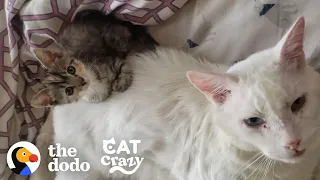 Abandoned Cat Was Antisocial Until A Tiny Kitten Forced Him To Play With Her | The Dodo Cat Crazy