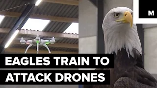 Dutch Police Are Training Eagles to Grab Drones From the Sky