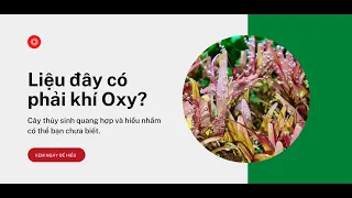 Cây thủy sinh quang hợp và những hiểu nhầm thường thấy - Thủy Sinh 4U