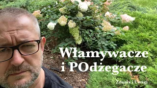 Włamywacze i podżegacze