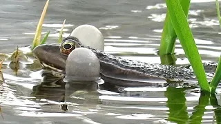 Брачное пение лягушек, Frogs mating call