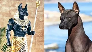 10 MOST ANCIENT DOG BREEDS AROUND THE WORLD