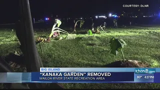 Illegal garden removed from Wailoa River State Recreation Area