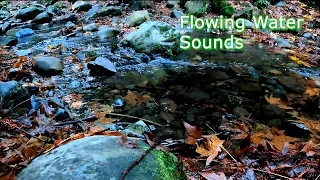 Creek Flowing Through Leaf Covered Rocks | Water Sounds for Sleep | Gentle Relaxing Stream Sounds