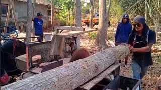 Professional & fast‼️ Cut mahogany acacia teak trees with a chainsaw