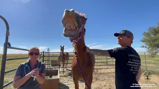 Saved from shipping to slaughter, the first 3 of 5 rescued Belgian Draft Horses arrive at the farm