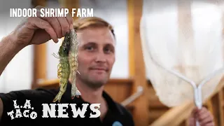 Discover L.A.’s First Shrimp Farm, Here is How the Downey-Raised Prawns Taste and Looks Like