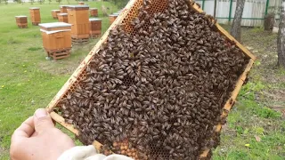 Ройовий стан. Двохматочні бджолині сім'ї /115/.(05.05.2020 р.)