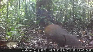 agouti tatou pac tinamou daguet biche guyane