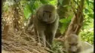 Baboons vs chimpanzees - BBC wildlife