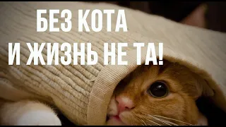 Без кота и жизнь не та!