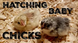 How To Incubate And Hatch Baby Chickens