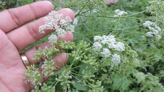 Capital Naturalist: Poison Hemlock