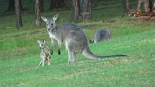 Kangaroo Joey's "Brave New World"