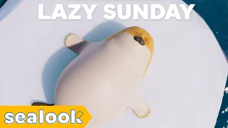 Lazy Sunday with Seals😌ㅣSEALOOKㅣEpisode Compilation