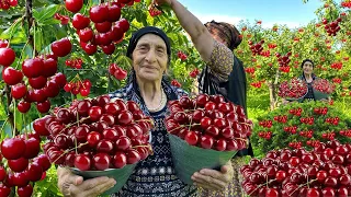 CHERRY HARVESTING - MAKING NATURAL CHERRY JUICE AND PIE