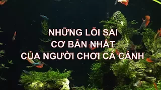 Những sai lầm cơ bản nhất về cách nuôi cá cảnh sẽ khiến đàn cá của bạn ch.ế..t dần ch..ết mòn