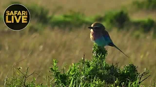 safariLIVE - Sunrise Safari - September 10, 2018