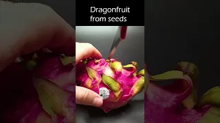 Growing dragonfruit plant from seed #greentimelapse #gtl #timelapse