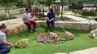 National Puppy Day 2022 - Guide Dogs Australia Facebook Live