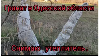 Открытие граната после зимы . Два способа утепления граната.