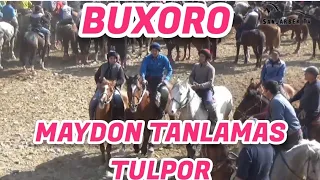 BUXORO LAQABLI TULPORNING ENG SARA MARRALARI.TOJIKISTONLIK MAQSUD XOJI AKA TULPORI.