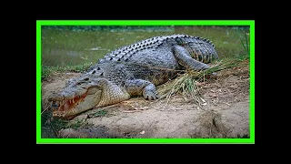 В малайзии крокодил съел рыбака