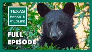 PBS Show - Black Bears, Sharing The Harvest & Mission Tejas