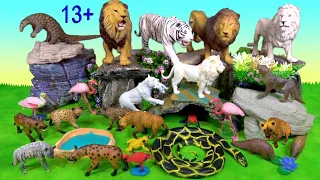 Big Cat Week 2020 -  Lion Tiger Hyena Pangolin White Lion, White Tiger - Wild Zoo Animals 13+