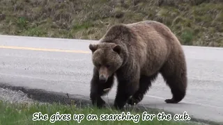 Grizzly bear loses cub, reunites over a year later!
