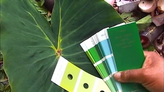 Mana ‘ulu Plant Descriptors - with Jerry Konanui