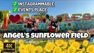 Girasole’s Farm Candelaria Quezon | Angel’s Sunflower Field