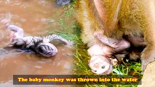 Mother monkey was angry and threw baby monkey into the water, baby monkey screams in fear