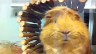 Guinea Pig Getting Scared