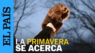 ESTADOS UNIDOS | Pensilvania celebra el Día de la Marmota | EL PAÍS