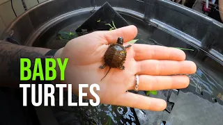 Zoo Welcomes Ten Tiny Pond Turtle Hatchlings