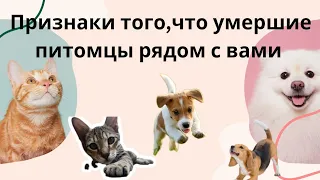 Они нас не покидают навсегда #как пережить смерть питомца #возвращение к хозяину