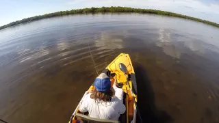 Redfish in Matlacha Pass 01072015