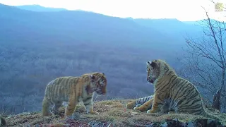Сразу четыре тигренка попали на видео в нацпарке «Земля леопарда»