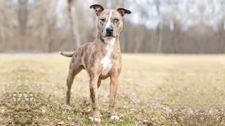 GET TO KNOW THE CATAHOULA LEOPARD DOG: A REGAL BEAST