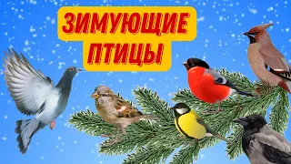 ❄Зимующие птицы | Зимующие птицы для детей | Развивающее видео для детей