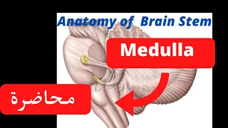 Anatomy of Medulla oblongata شرح