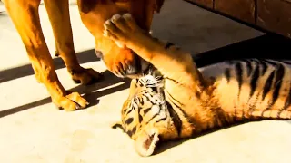 Tigers and Dogs Playing Together | Tigers About The House | BBC Earth Kids