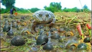 In Rainy Season at rice field a lot of snails, crabs, frog is catch by a fisherman after raining