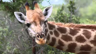 How did the giraffe get its long neck?