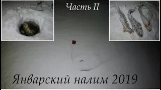 Январский налим  / Часть II / January burbot / Part II