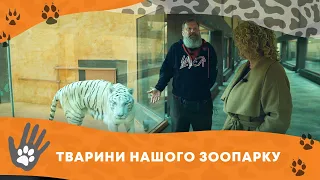 Тигр, леопард та інші великі кішки зоопарку XII Місяців.