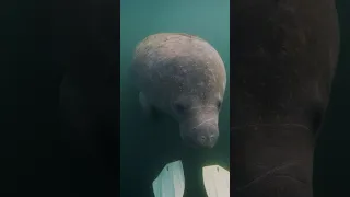 The most curious manatee I ever met  #manatee #seacow #crystalriver #mermaid #colorearth