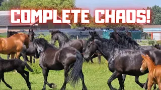 Escaped horses. It is complete chaos! | Friesian Horses