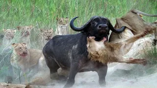 Lion Risky Action When Attacking Buffalo - Lion Was Beaten And Broken By A Buffalo - Lion VS Buffalo